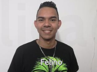 Felino