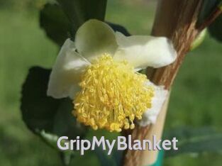 GripMyBlanket