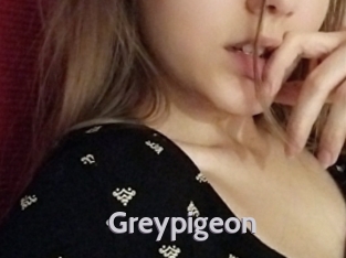 Greypigeon