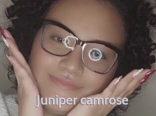 Juniper_camrose