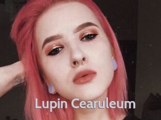 Lupin_Cearuleum