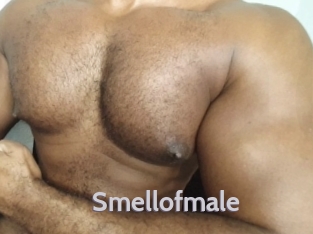 smellofmale Live Cam 66